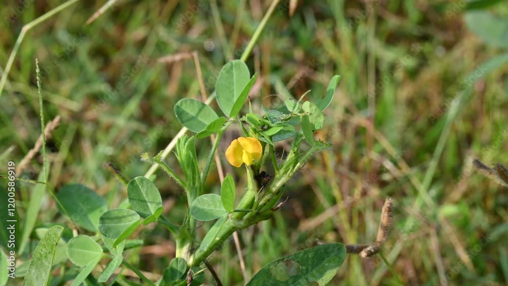 Peanut flower in field. Its other names Arachis hypogaea, groundnut, goober pea, pindar pea and monkey nut. This is a legume crop grown mainly for its edible seeds. Peanut flower in field. Its other names Arachis hypogaea, groundnut, goober pea, pindar pea and monkey nut. This is a legume crop grown mainly for its edible seeds.
