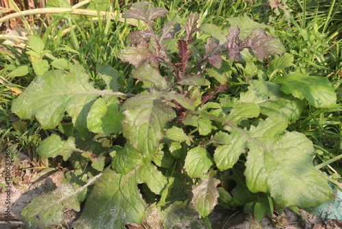 Raphanus raphanistrum plant on jungle