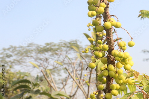 Phyllanthus acidus on tree in farm photo