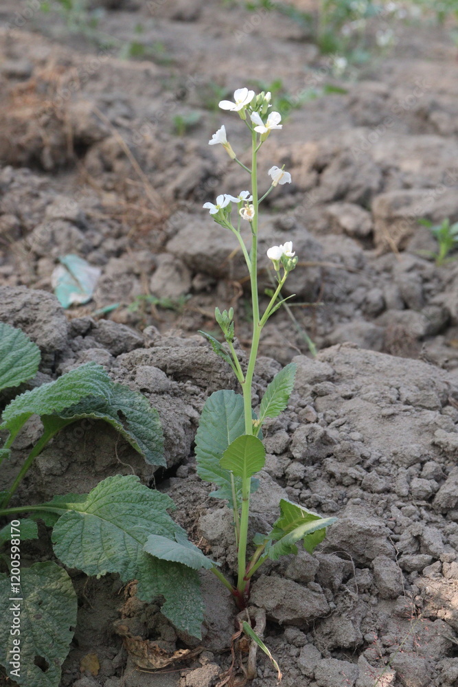 Radishes flower on tree in farm for harvest Radishes flower on tree in farm for harvest