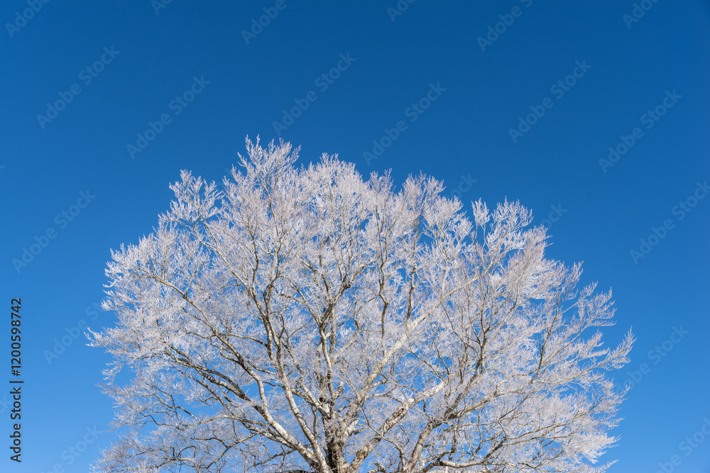 美しい霧氷の木々と青空 美しい霧氷の木々と青空