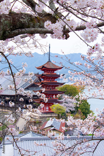 春爛漫、厳島の風景、桜と五重の塔