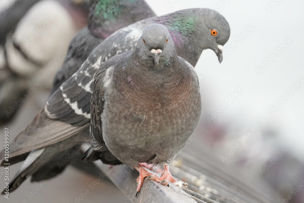 Fototapeta premium Pigeon from East River Walk 1