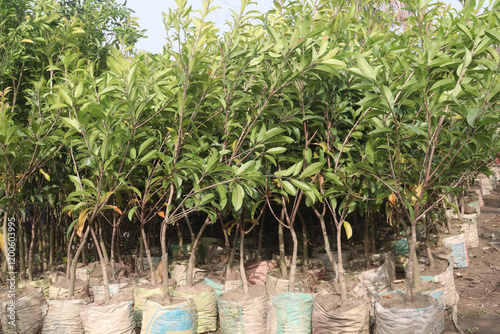 Sapodilla plant on nursery for sell photo