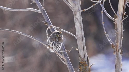 Northern Pygmy Owl perched in a tree looking around in the Utah wilderness as it hunts. photo