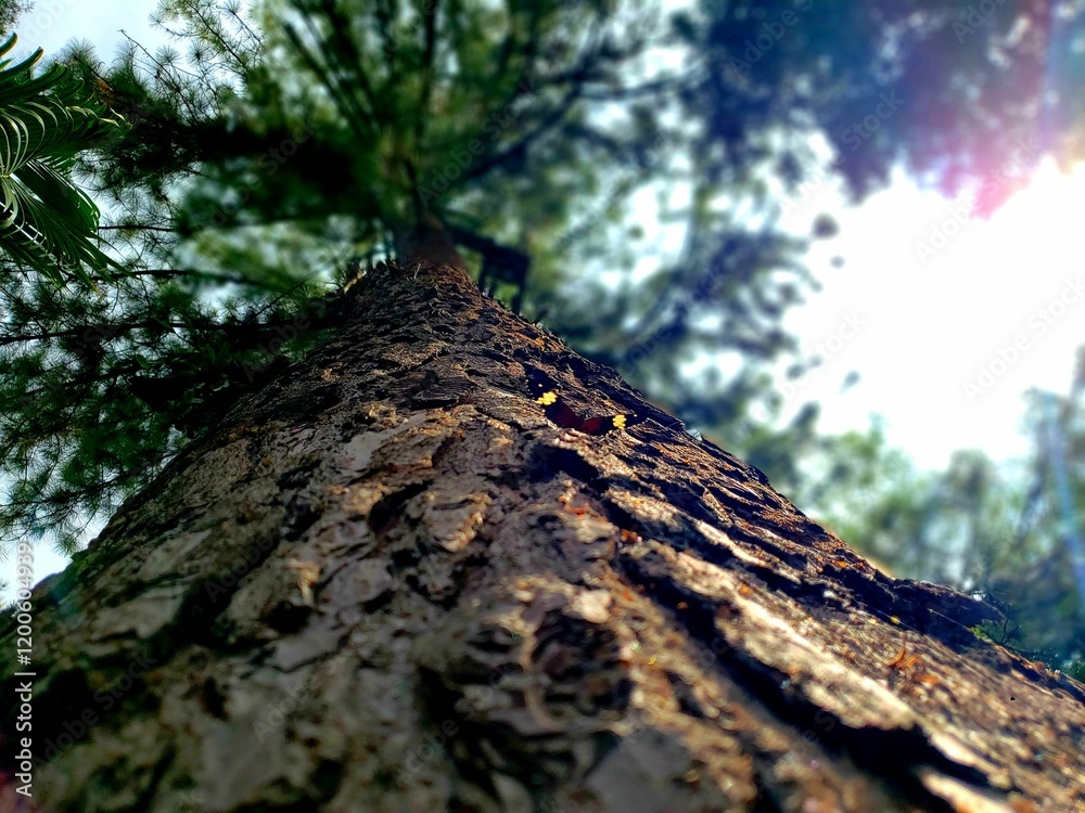 trunk trunk