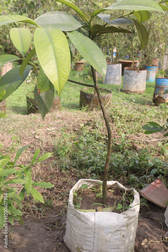 Velvet Apples plant on farm photo