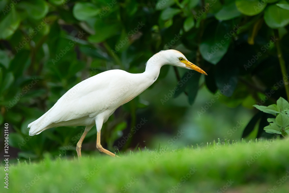 Beautiful white crane with yellow bill and legs Western cattle-egret is walking and foraging in green grass of the garden lawn. Beautiful white crane with yellow bill and legs Western cattle-egret is walking and foraging in green grass of the garden lawn.