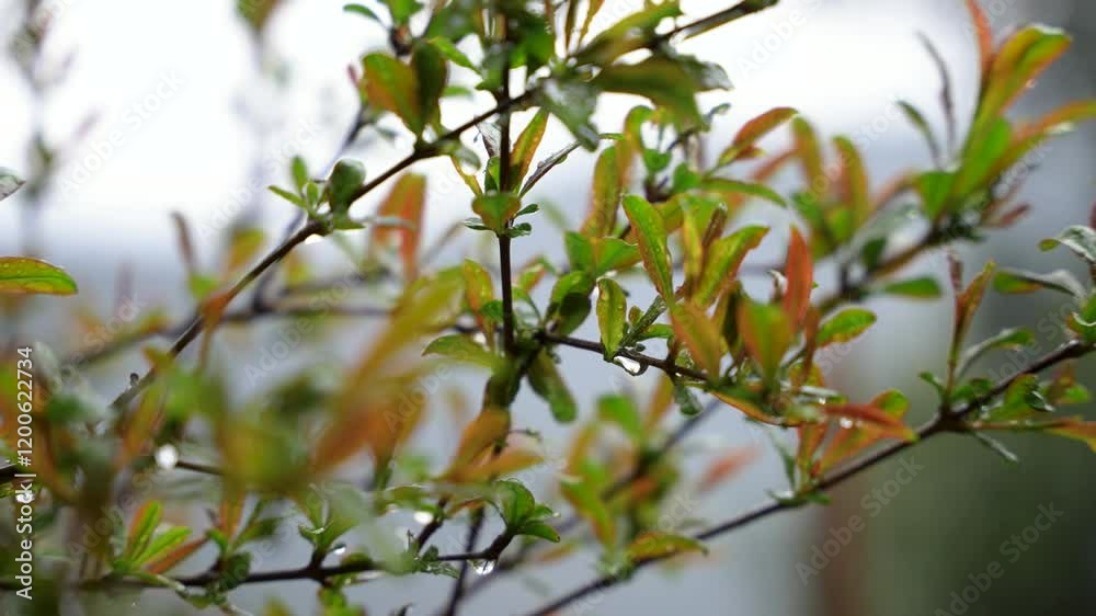 Slow-motion capture of rainwater dripping from vibrant green and orange pomegranate leaves on a rainy day Slow-motion capture of rainwater dripping from vibrant green and orange pomegranate leaves on a rainy day