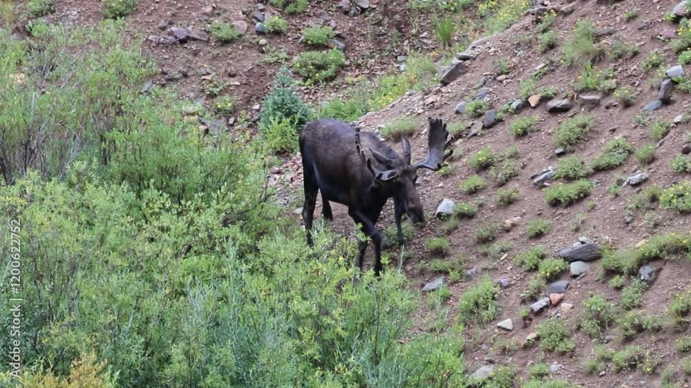 A huge bull moose grazes in a green field as the rain starts to pour. A huge bull moose grazes in a green field as the rain starts to pour.