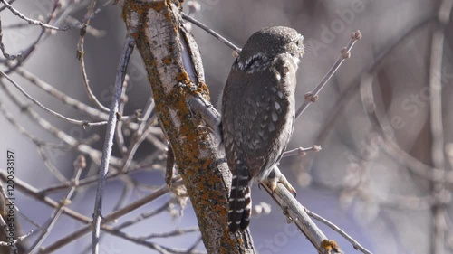 Northern Pygmy Owl making itself look skinny as raven flies by in the Utah wilderness. photo