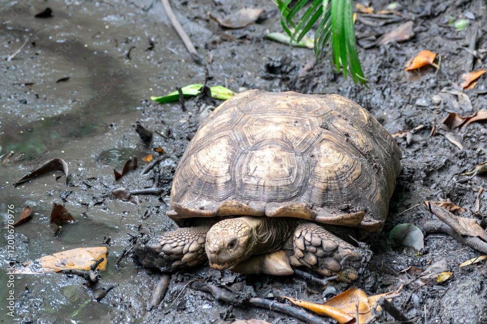 Tortoise on muddy ground in a protected area in Cartagena, Colombia. Tortoise on muddy ground in a protected area in Cartagena, Colombia.