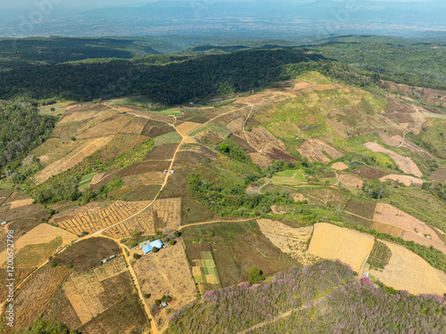 Aerial view of a lush forest with vibrant pink blossoms under a bright blue sky. The scenic landscape features rolling hills and distant mountains evoking a sense of tranquility and natural beauty photo