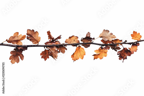 A Branch Displays its Color...