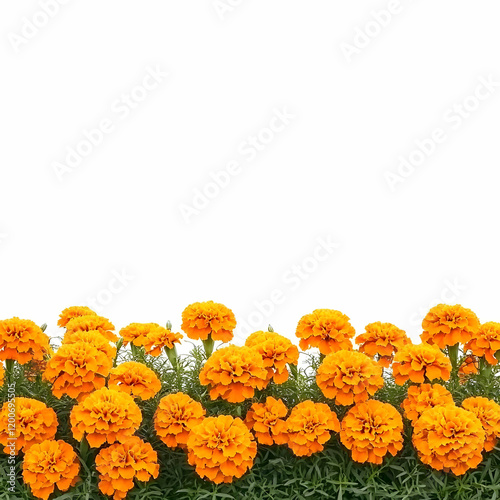 Vibrant Orange Marigolds Bl...