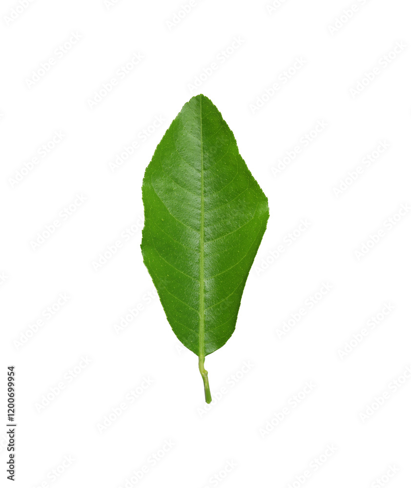 Fresh and vibrant green lime leaves isolated on a transparent image of PNG format extension showcasing the natural beauty.
