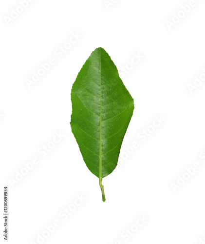 Obraz na płótnie Fresh and vibrant green lime leaves isolated on a transparent image of PNG format extension showcasing the natural beauty. w salonie
