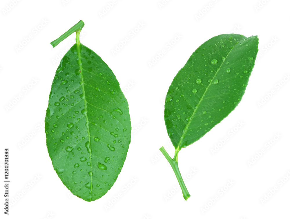 Fresh Green Leaves with Water Droplets Showcasing Nature's Beauty and Vitality in a Lush Environment .