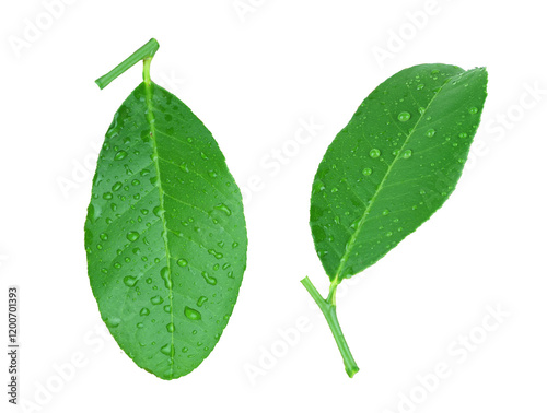 Fresh Green Leaves with Water Droplets Showcasing Nature's Beauty and Vitality in a Lush Environment .