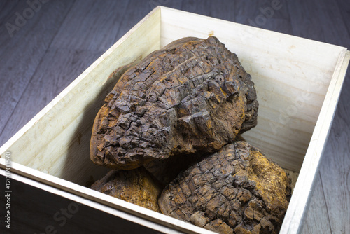 Close up of lump of dried Black Hoof Mushroom(Phellinus Igniarius) in wooden box, South Korea photo