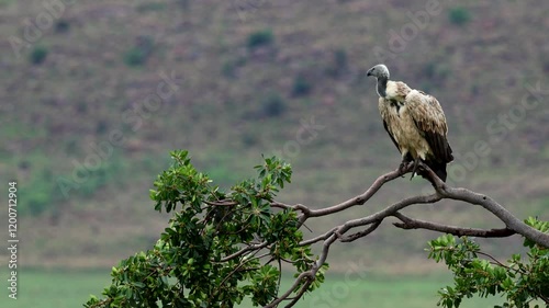 Striking Cape Vulture (Gyps coprotheres) perched atop branch of tree, telephoto