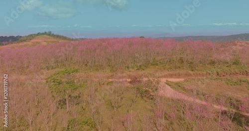 Aerial view of a lush forest with vibrant pink blossoms under a bright blue sky. The scenic landscape features rolling hills and distant mountains evoking a sense of tranquility and natural beauty photo