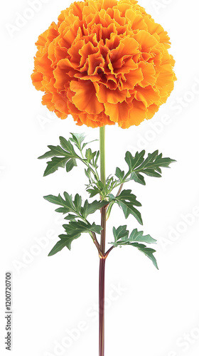 Vibrant Orange Marigold Flo...