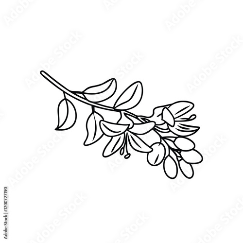 Laburnum flower Hand drawn line art flat vector illustration.