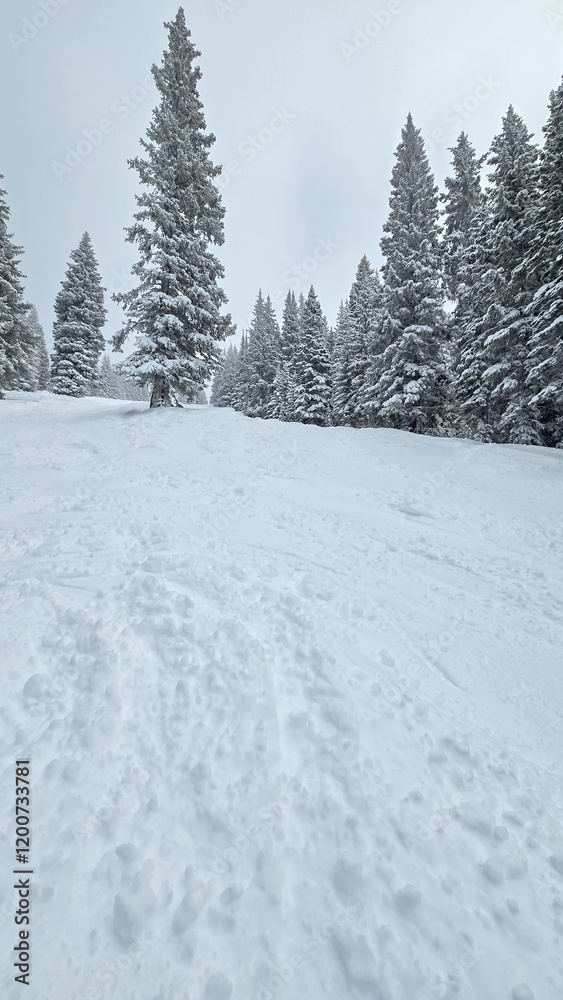 Obraz premium Snow Skiing in Colorado