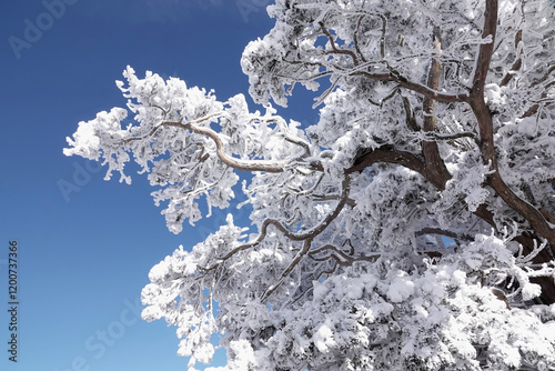 Winter and low angle view of snow covered hoar frost on the branch of spreading yew(Taxus cuspidata) against blue sky at Taebaeksan Mountain near Taebaek-si, South Korea photo