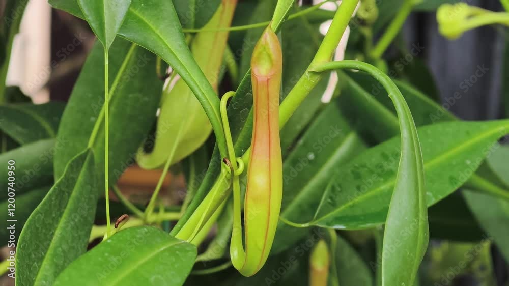 Carnivorous flowers in tropical forests