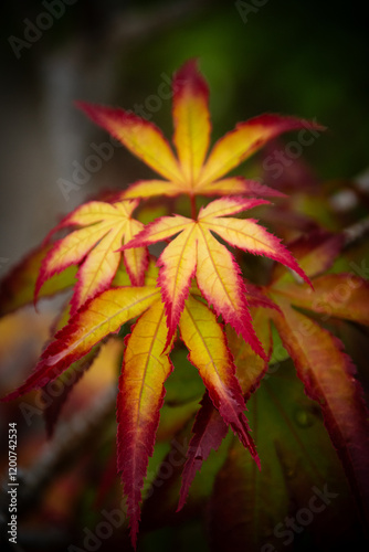 紅葉したモミジの葉