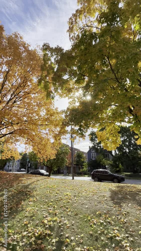 Leaves fall from trees. Autumn in United States. Leaves are yellow. Leaves fall from trees. Autumn in United States. Leaves are yellow.