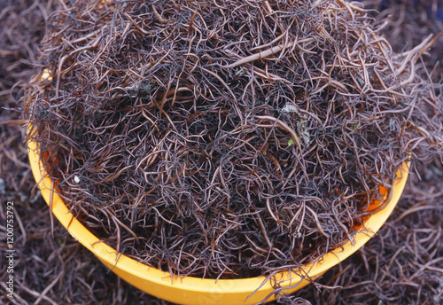 Close up of stacked raw Agar-agar weed(Gelidium amansii) on yellow plastic bowl for sale in a store of fish market, South Korea photo