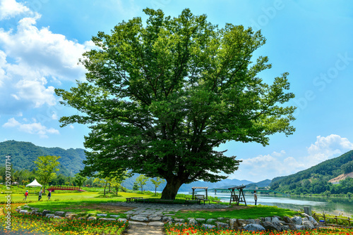 Georye-ri, Hwacheon-gun, Gangwon-do, South Korea - August 4, 2024: Summer view of zelkova tree with trunk and green leaf on the park near Bukhangang River photo