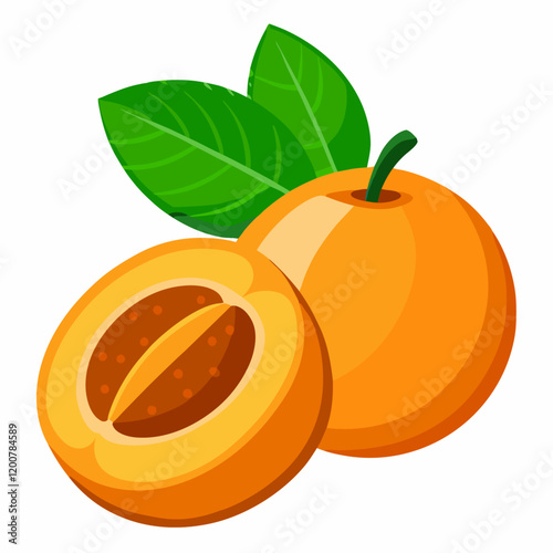 Fresh apricot Whole apricot fruits and an apricot cut vector  illustration (2)