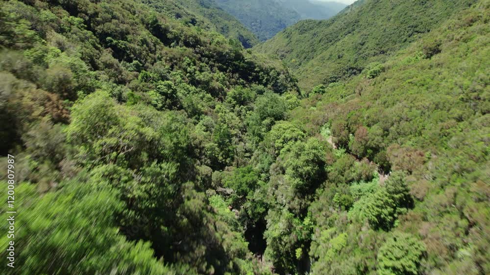 A serene 4k aerial drone video showcasing a picturesque valley nestled between lush green mountains at the 25 fontes levada in Madeira, Portugal in 4k aerial drone A serene 4k aerial drone video showcasing a picturesque valley nestled between lush green mountains at the 25 fontes levada in Madeira, Portugal in 4k aerial drone