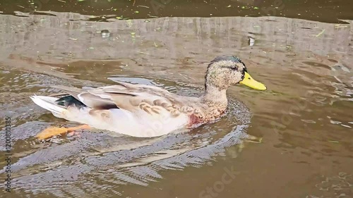 This footage shows a duck swimming near a boat in a canal.