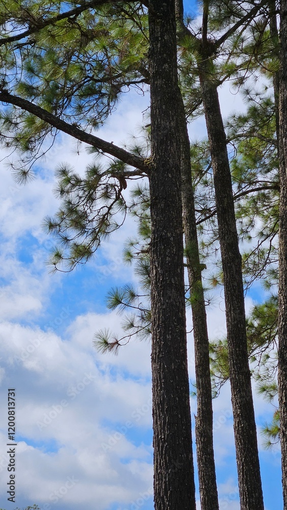 Fototapeta premium trees in the woods