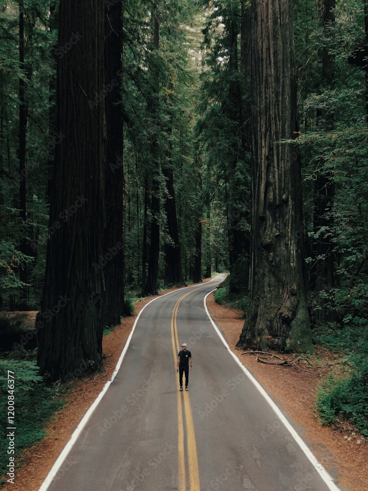 Obraz premium Road in Redwoods