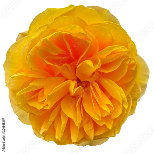 Obraz na plátně Rose sur fond blanc