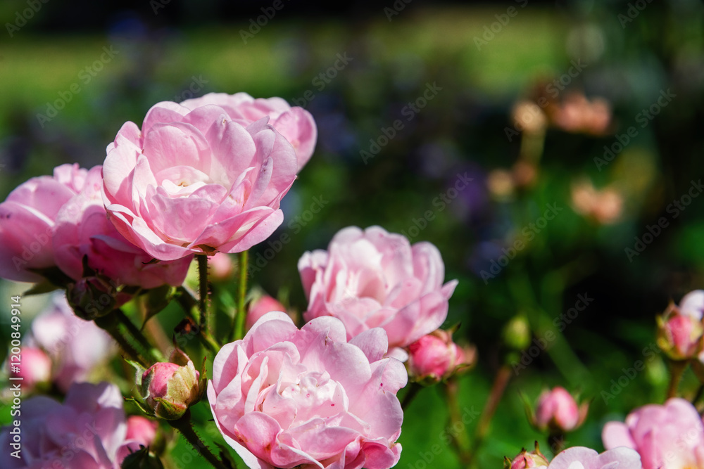 Delicate pink roses in full bloom, showcasing their soft petals and buds. Beauty of nature in a serene and peaceful setting Delicate pink roses in full bloom, showcasing their soft petals and buds. Beauty of nature in a serene and peaceful setting