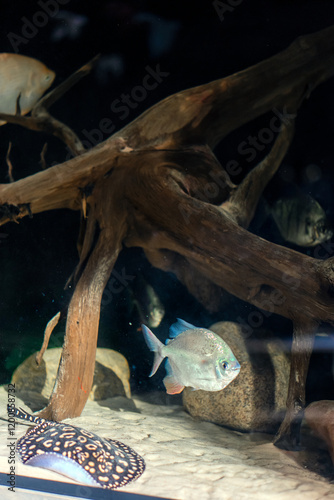 Mother of pearl fish of different species in a dark aquarium photo