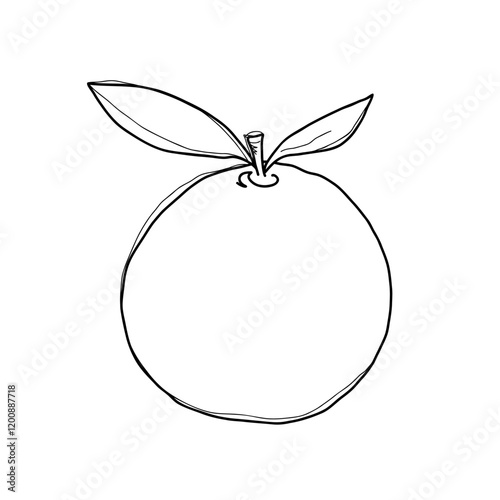 Sketch of an orange, simple black and white graphic illustration, hand-drawn, isolated on white, vector. Sweet, juicy, delicious fruit for decoration, label, design. Vegan Healthy Food