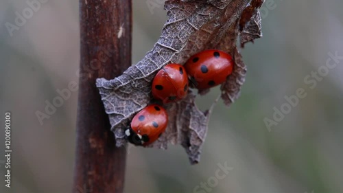 Seven Spotted Ladybirds, Coccinella septempunctata, hibernating on a dead leaf. Winter. UK photo