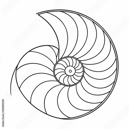 nautilus shell isolated on white background