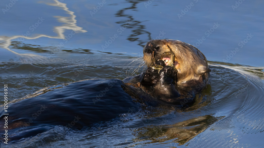 Fototapeta premium A Sea Otter eating a crab on the surface of the water