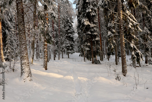 Photography Winter