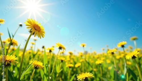 Sunlit dandelion field, vibrant yellow blooms against a clear blue sky , vibrant, pretty, clouds