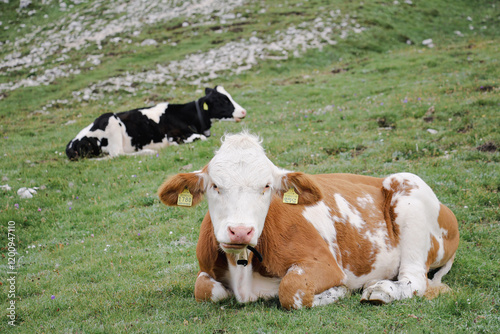 Cows raised on the mountain. 